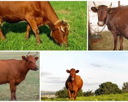 Descripció i característiques de les vaques de la raça Krasnogorbatov, el seu contingut