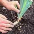 How to transplant irises in the fall to another place, terms and rules for leaving after