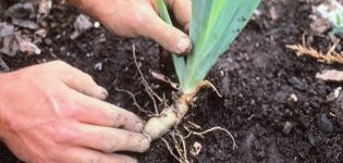 Hur man transplanterar iris på hösten till en annan plats, villkor och regler för att lämna efter