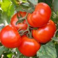 מאפיינים ותיאור של זן העגבניות המבשיל מוקדם בסיביר, יבול וגידול
