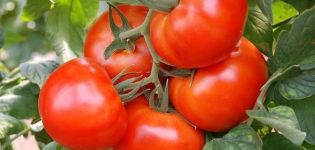 Characteristics and description of the Siberian early ripening tomato variety, yield and cultivation
