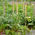 ด้วยสิ่งที่คุณสามารถปลูกหัวบีทในสวนเดียวกันเข้ากันได้กับหัวหอมและผักอื่น ๆ