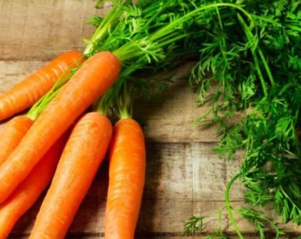 Hvorfor er gulerødder krøllede, og hvad man skal gøre, folkemiddel og metoder