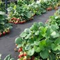 Wie man ein Gartenbeet macht und Erdbeeren unter schwarzem Abdeckmaterial pflanzt
