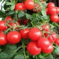 Charakterystyka i opis odmiany pomidora Red Pearl