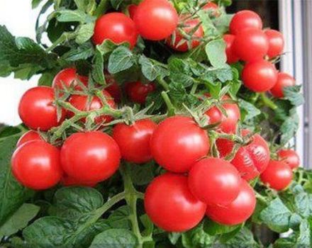 Características y descripción de la variedad de tomate Red Pearl