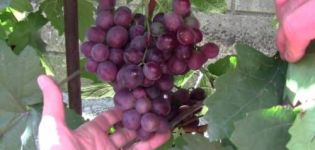 Description et historique de la sélection des raisins Senator, avantages et inconvénients