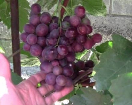 Description and history of the selection of Senator grapes, advantages and disadvantages