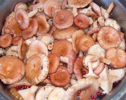 How to salt waves and milk mushrooms for the winter, is it possible to close together