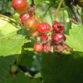 Comment traiter les tétranyques sur les raisins de Corinthe avec des remèdes et préparations populaires