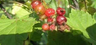 How to deal with spider mites on currants with folk remedies and preparations