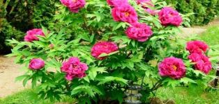 Rules for planting and caring for a tree peony, growing and why it does not bloom