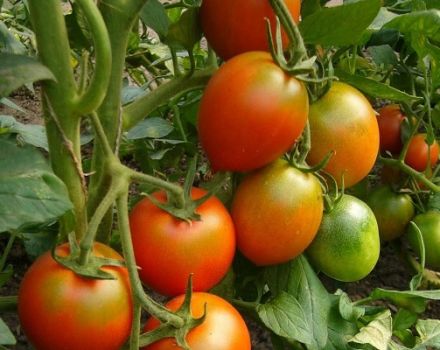 Descrizione della varietà di pomodoro Bandiera, sue caratteristiche e produttività