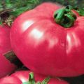 Beschreibung der Tomatentee Rose und Eigenschaften der Sorte
