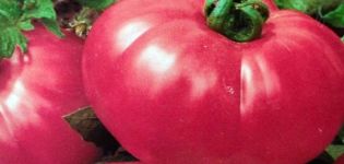 Kuvaus tomaattitee ruususta ja lajikkeen ominaisuuksista