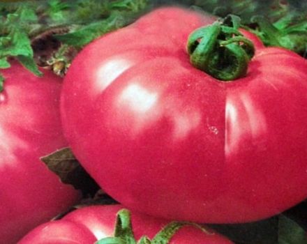 Opis róży pomidorowej i właściwości odmiany