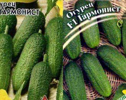 Beskrivelse af Harmonist-sorten agurk og dens dyrkning