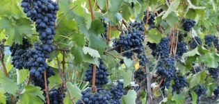Descrizione della varietà di uva da frutto Codrianka e delle sue caratteristiche, periodo di maturazione, impianto e cura