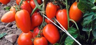 Caratteristiche e descrizione della varietà di pomodoro Novizio, resa e coltivazione