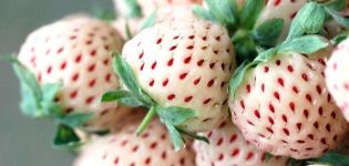 Descripció i característiques de la varietat, cultiu i cura de la maduixa Pineberry