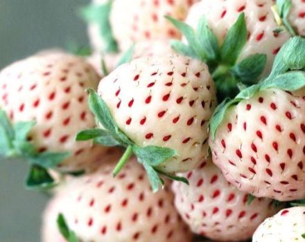 Description et caractéristiques de la variété de fraise Pineberry, culture et entretien