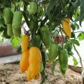 Beskrivelse og karakteristika for tomatsorten Bananben