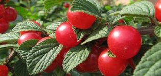 Description of the Tamaris cherry variety, characteristics of fruiting and yield