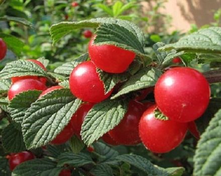Descrizione della varietà di ciliegia Tamaris, caratteristiche di fruttificazione e resa