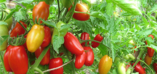 Beschrijving van de tomatenvariëteit Red Fang, zijn kenmerken en productiviteit