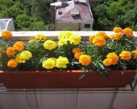Planting, growing and caring for marigolds in the open field