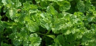 Description of the variety of curly mint, features of cultivation and care