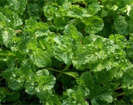 Description of the variety of curly mint, features of cultivation and care