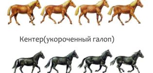 Quins són els tipus de marxa de cavalls i les seves diferències, recomanacions addicionals
