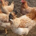 คำอธิบายและลักษณะของไก่สายพันธุ์ Tsarskoye Selo กฎการบำรุงรักษา