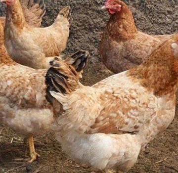 Description and characteristics of the Tsarskoye Selo breed of chickens, maintenance rules