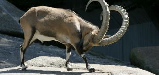 Description and conditions of keeping alpine mountain goats, cost of ibex