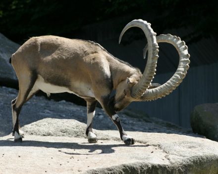 Descrierea și condițiile de păstrare a caprelor alpine, costul ibex-ului