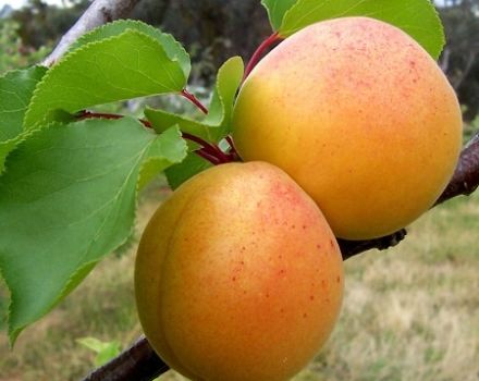 Characteristics of the Manchurian apricot variety, description of frost resistance and care of the seedling