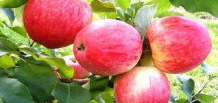 Beskrivning och egenskaper för godis äpplesorten, odling i regionerna och funktioner i vård