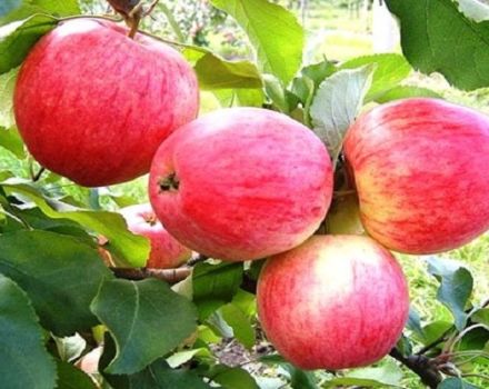 Descripción y características de la variedad de manzana de caramelo, cultivo en las regiones y características de cuidado.