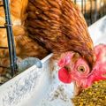 Hoe u thuis gist op de juiste manier aan kippen kunt geven