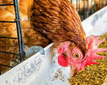 Jak správně dát droždí kuřatům doma