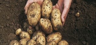 Beskrivning av potatisvaror Fyrtio dagar, växer, när man ska gräva