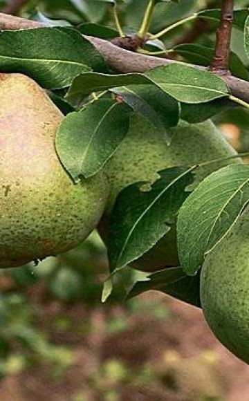 Description and pollinators of pears of the Belorusskaya late variety, planting and care