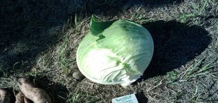 Description of the variety of cabbage Kharkiv winter, features of cultivation and care