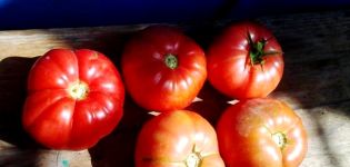 Pomidorų brendžio rožinės spalvos pobūdis ir apibūdinimas, derlius