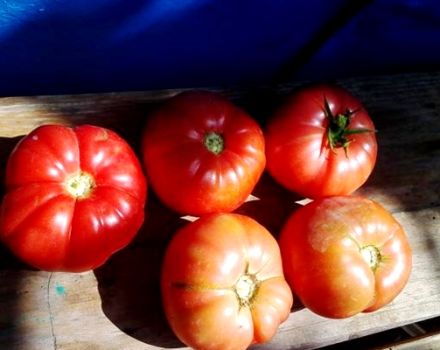 Eigenschaften und Beschreibung der Sorte Tomate Brandy Pink, deren Ertrag