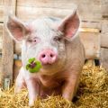 Lợn sống ở nhà và trong tự nhiên bao nhiêu năm, khoảng thời gian trung bình