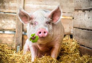 Ką valgo kiaulės ir ką maitinti, kad jos greitai augtų namuose