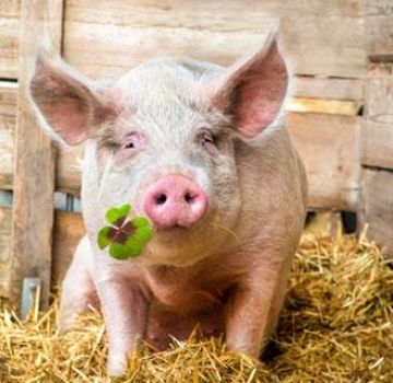 Mitä siat syövät ja mitä heille ruokitaan, jotta ne kasvavat nopeasti kotona